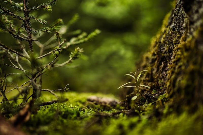Lush Green Spaces
