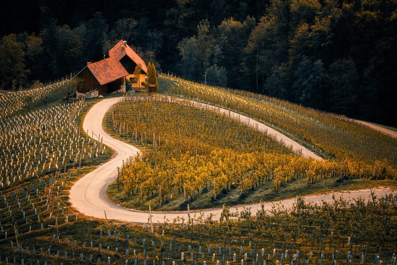 Hilltop Elegance Vineyard